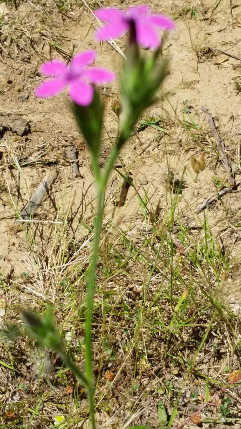 Dianthus armeria